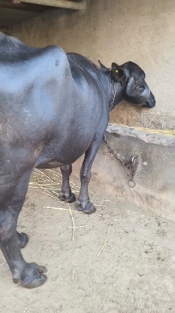 ભેંસ વેચવાની છે