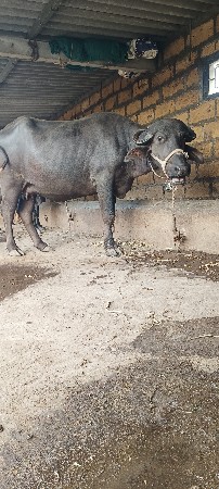 ભેંશ વેચવાની છે