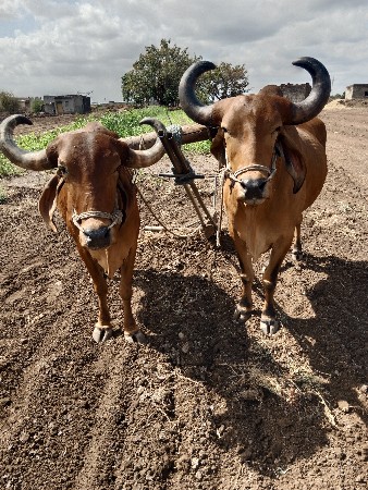 બેવાવણીવાવેલ
