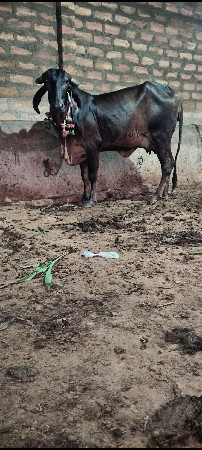 પેલું વેતર ગાભણ