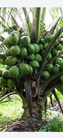 નારિયલ coconut