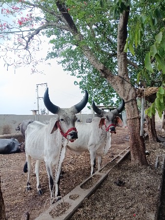 આ ગોડલા વેચવાના છે