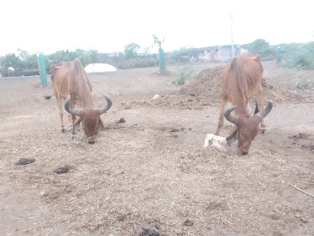 જામનગર જીલ્લો ભાણવ તાલુકો