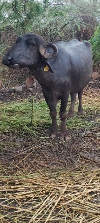 1 વેતર માં 1 મહીના ની કાચી