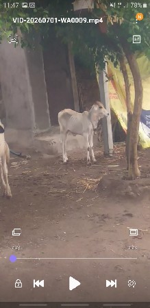 ગાય