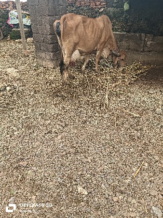 ગાય