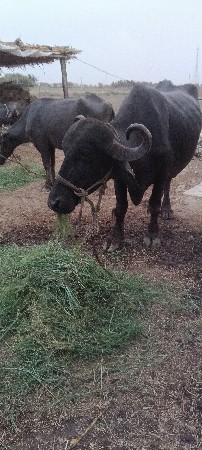 3 જા વેતર માં વેચવાની છે ફુલ જ
