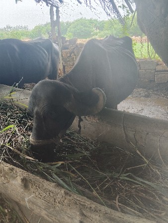 બીજા વેતર માં ભેંસ વેચવાની