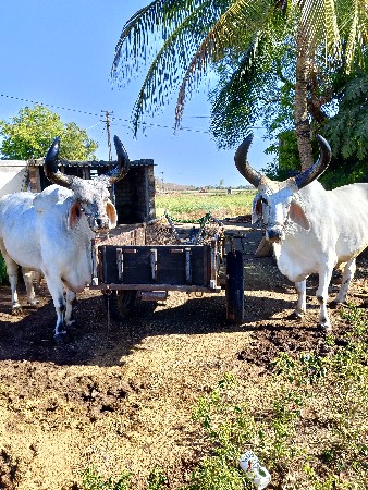 બળદ