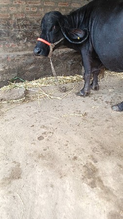 ત્રીજું,વેતર