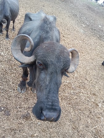 પાસ વૂતરની