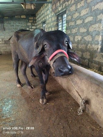 ખડાય વેચવા ની છે