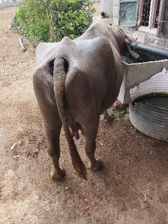 ભેંસ વેચવાની છે