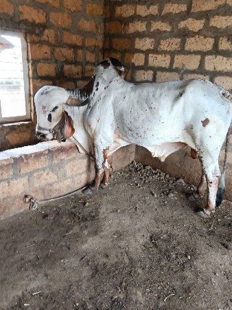ગીર નંદી વેચવાનો છે