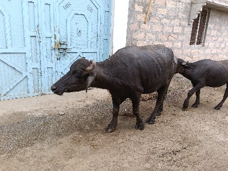 વેચવાની