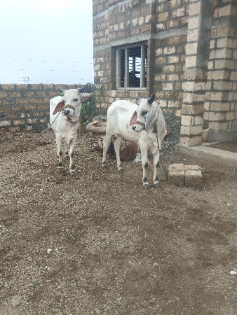 વાસડા વેચવાના છે