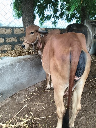 ગાય વેચવાની છે