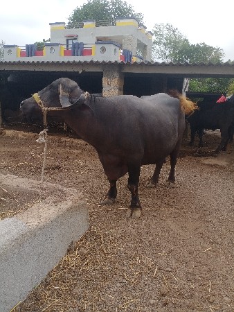 ભેંસ વેચવાની છે