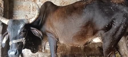 ગાય વેચવાની છે