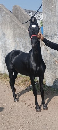 9558282550
