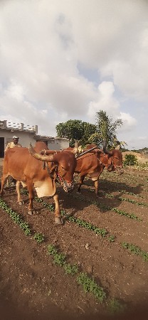 Badad vesvana
