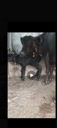 ખડેલી વેસવાનીસે