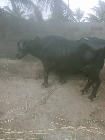 ભેસ