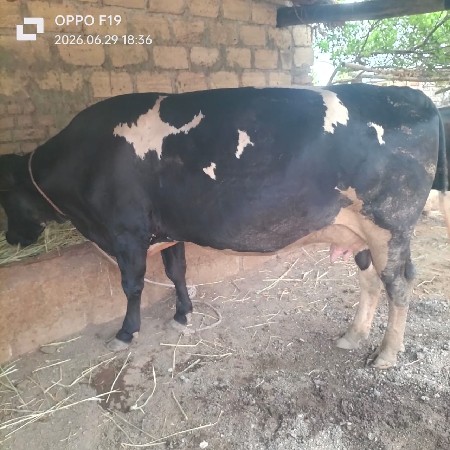 આ બે ગાય વેચવાની છે