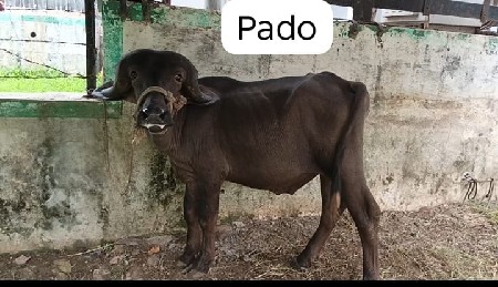 pado