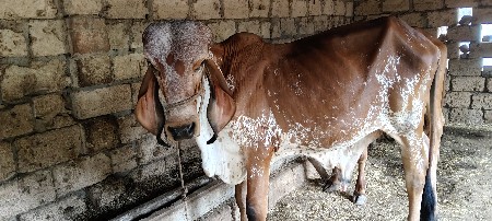 ખૂટ વેચવાનો છે