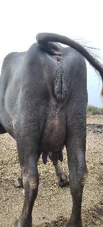 ભેંસ વેચવાની છે