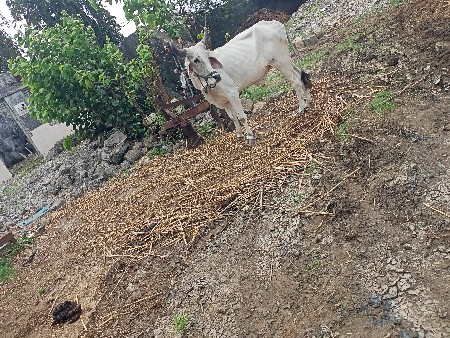 ગોઢલો