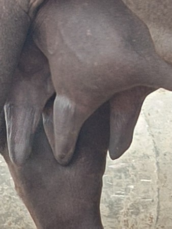 બેભેશો વેચવાનીશે