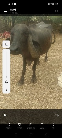 ભેસ,,વેચવાનીસે