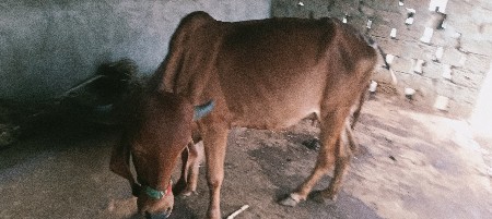 દોઢ મહિના ની વેણલ