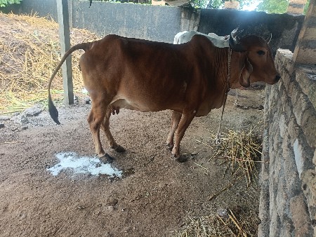 20 દિવસ ની વાર સે