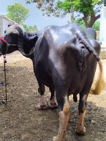 આ ભેંસ વેચવાની છે બધી જવાબદારીથી