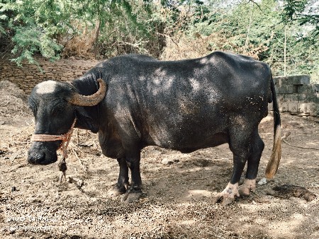 ભેંશ