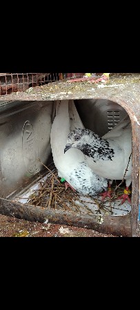 કબૂતર વેસવા ના છે