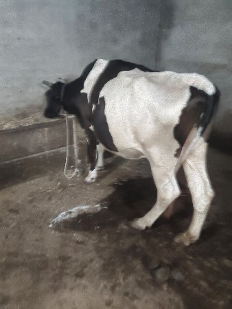 ગાય વેચવાની છે