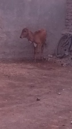 ભેંશ વેચવાની છે