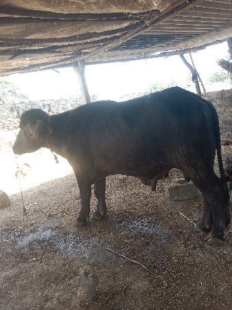 પાડો વેચવાની છે