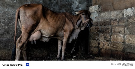 gir cow three