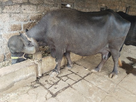 વેચવાનિ છે