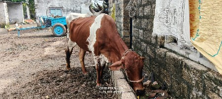 એસપ ગાય વેચવાની છે.