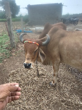 ગાય વેચવાની છે