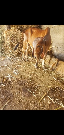 વાસડો  આપવાનો છે