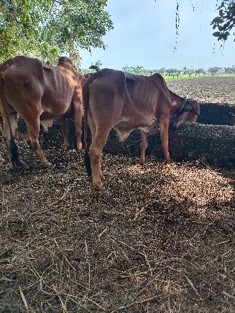 ગોધલો વેચવાનો છે