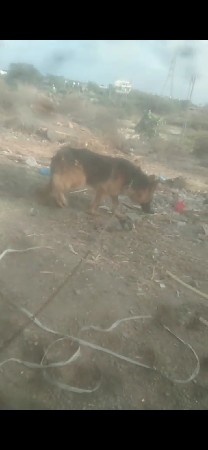 આ ફેમિલ તાત્કાલિક વેચવાની છે