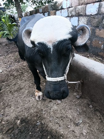 પેલું વેતર ખંડેલી ભગરી